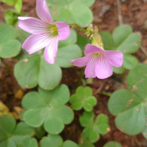 Oxalis violacea Λουλούδι