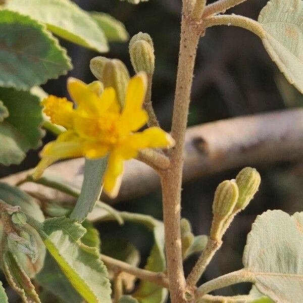 Grewia bicolor Flower