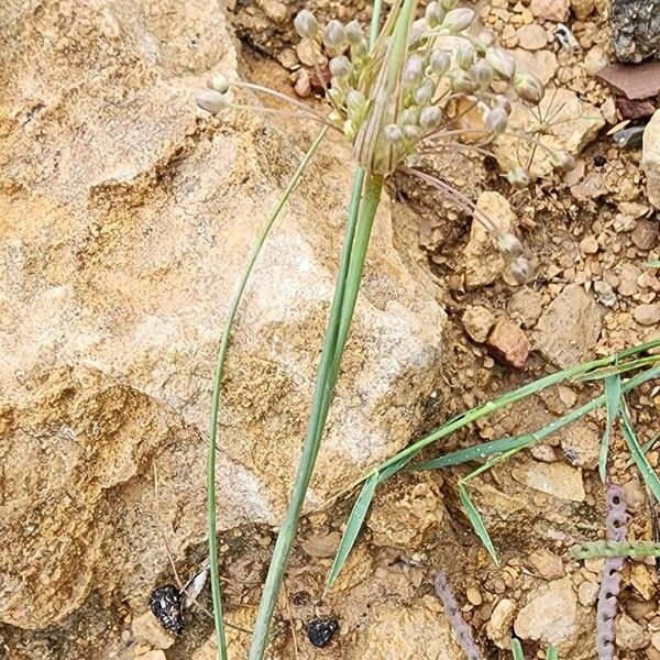 Allium stamineum عادت داشتن