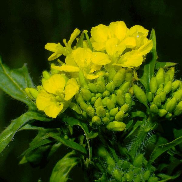 Sisymbrium loeselii Floare