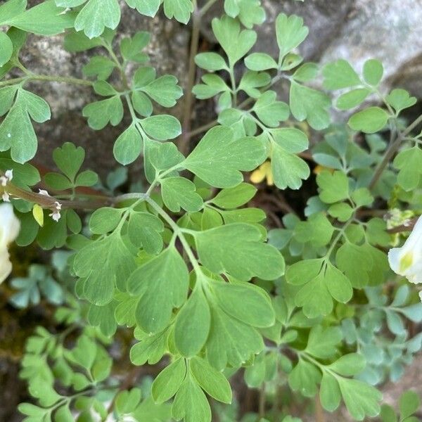 Pseudofumaria alba Leaf