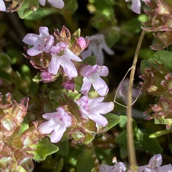 Thymus nervosus ফুল