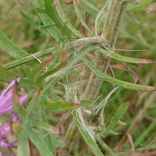 Centaurea stoebe List