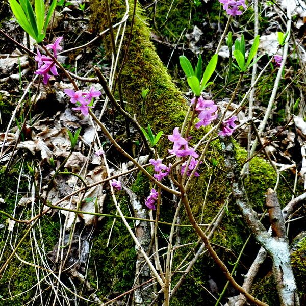 Daphne mezereum Blomst