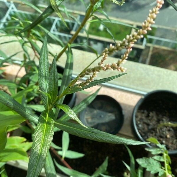 Persicaria lapathifolia Bloem