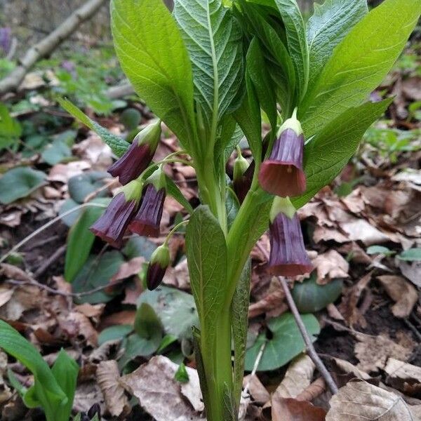 Scopolia carniolica Blomst