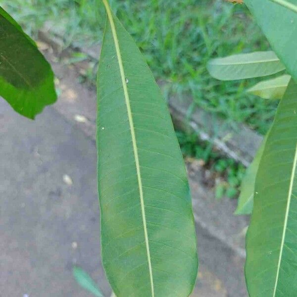 Chrysophyllum gonocarpum Leaf