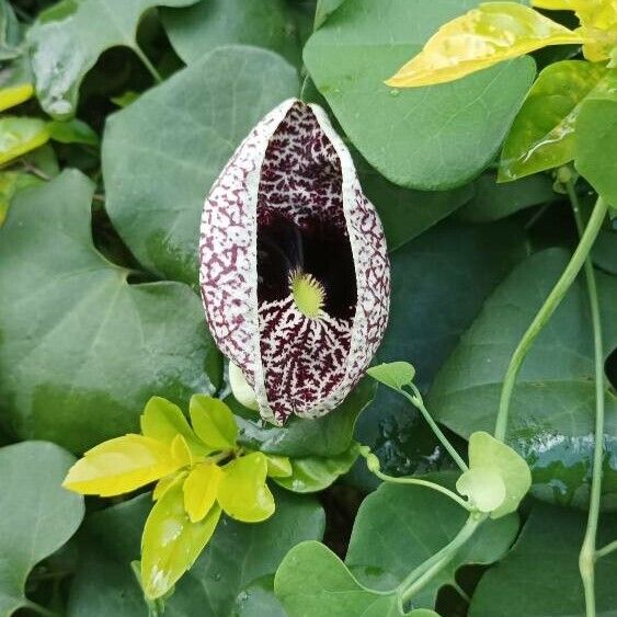 Aristolochia littoralis Çiçek