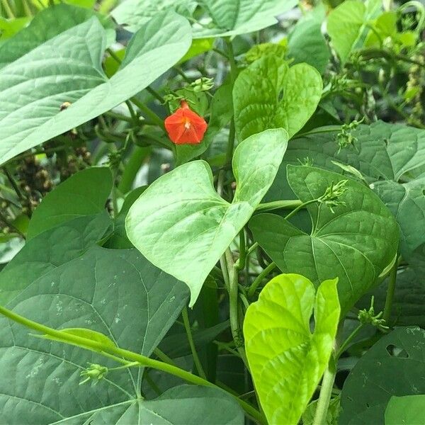 Ipomoea hederifolia অভ্যাস