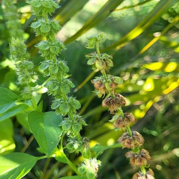 Ocimum × africanum 果