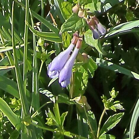 Scutellaria hastifolia Blodyn