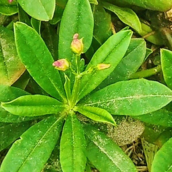 Talinum fruticosum ফুল