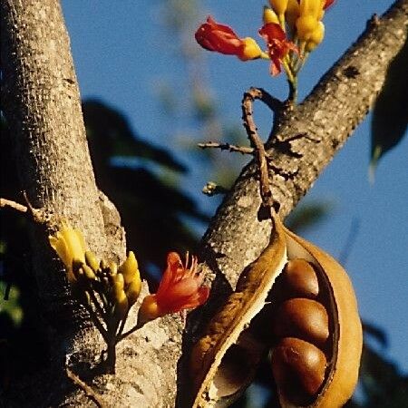 Castanospermum australe Cvet