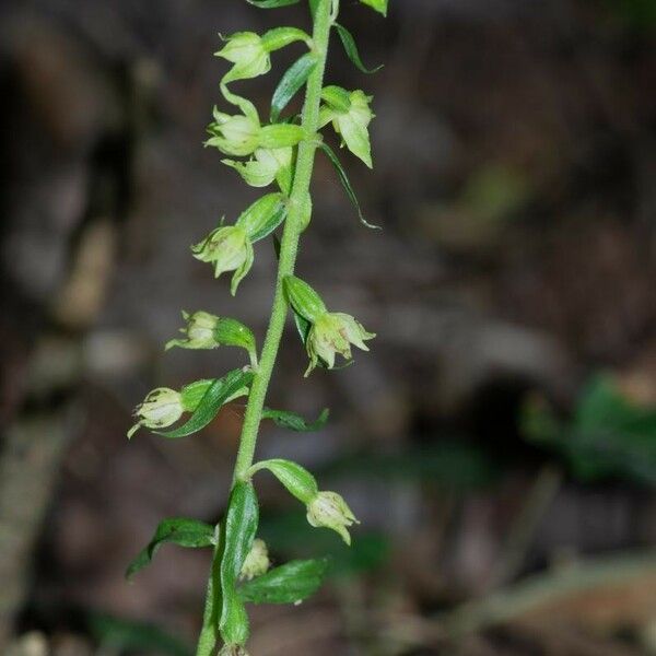 Epipactis albensis Blomma