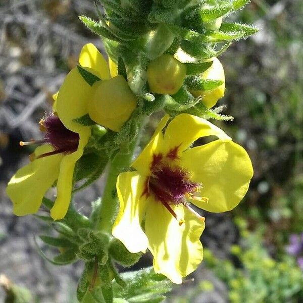 Verbascum boerhavii Õis