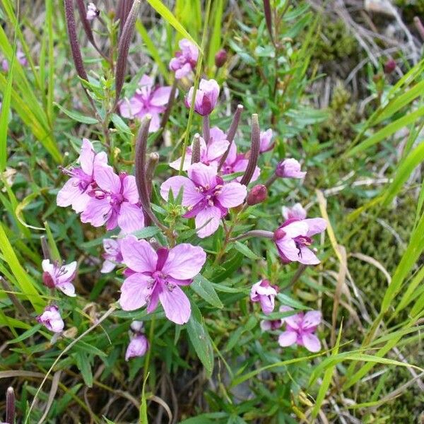 Epilobium dodonaei Fiore