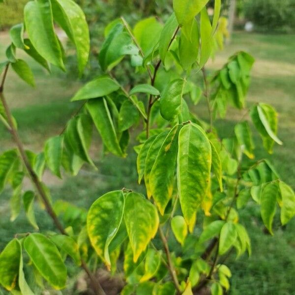 Averrhoa carambola Fruct