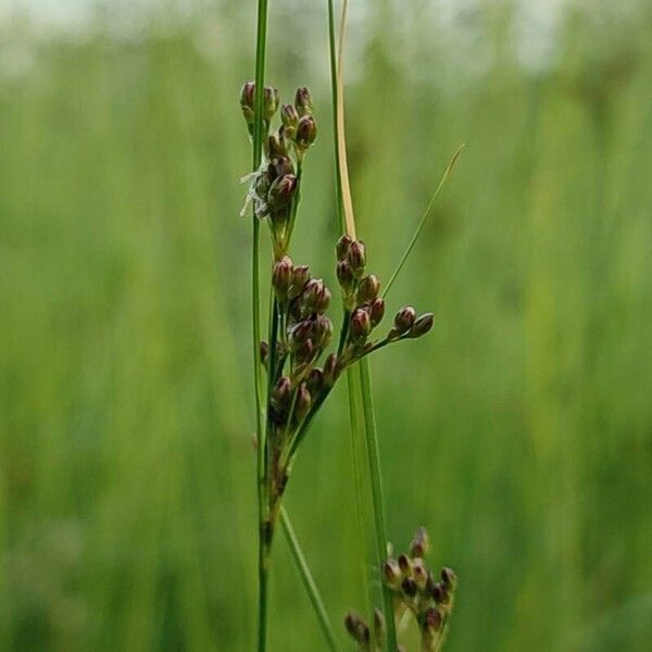 Juncus compressus ᱵᱟᱦᱟ