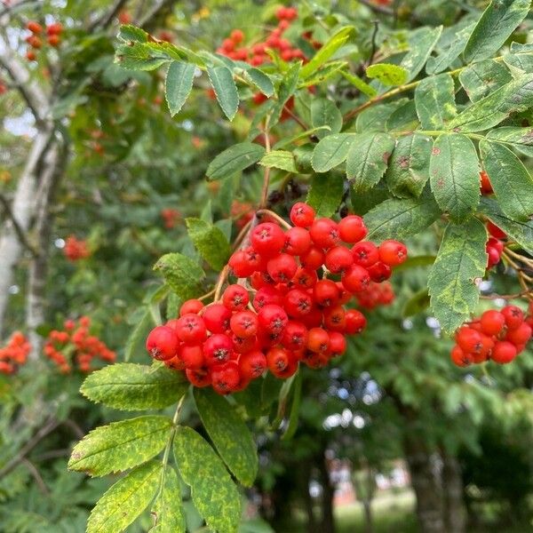 Sorbus aucuparia Fruitua