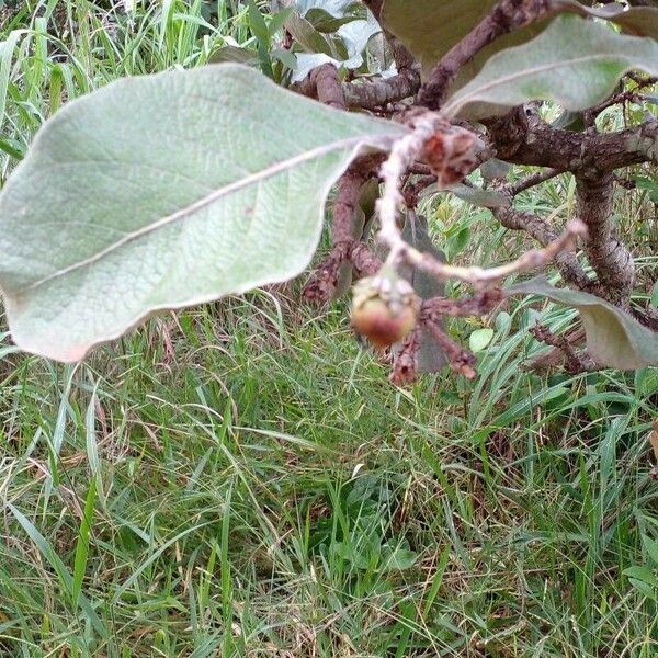 Byrsonima verbascifolia Ffrwyth