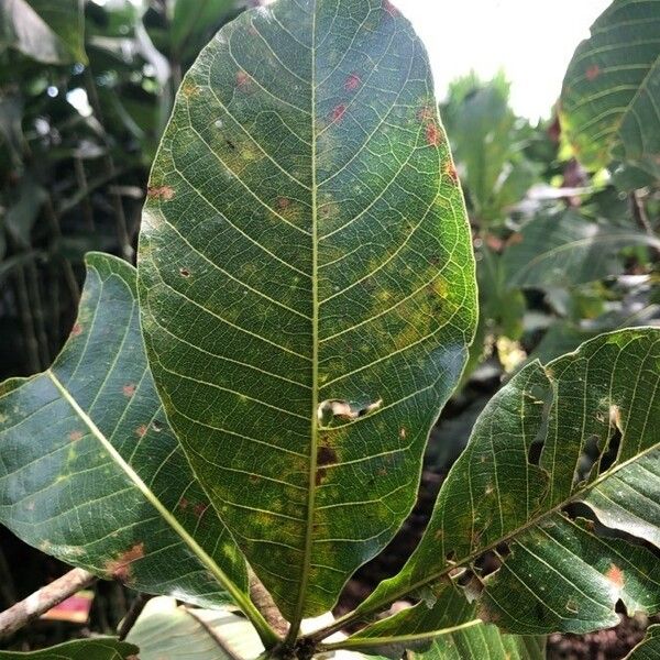 Couroupita guianensis Leaf