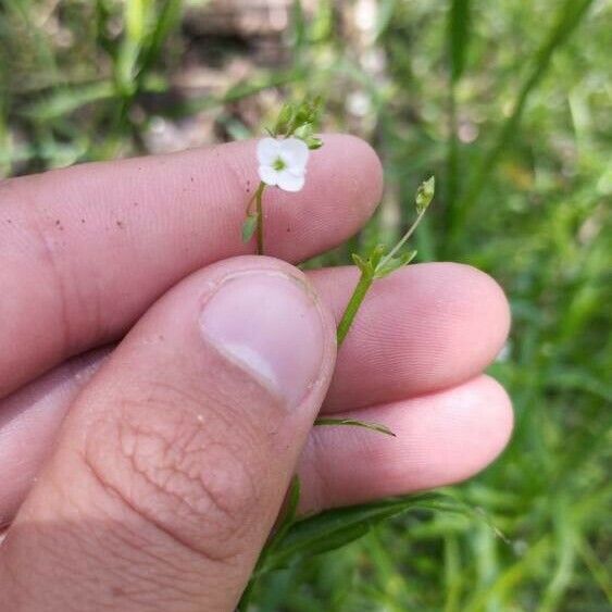 Veronica scutellata 花