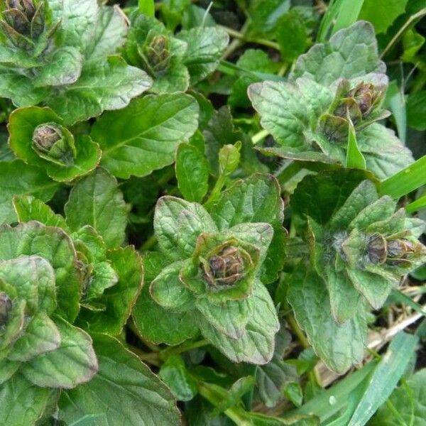 Ajuga reptans Blad