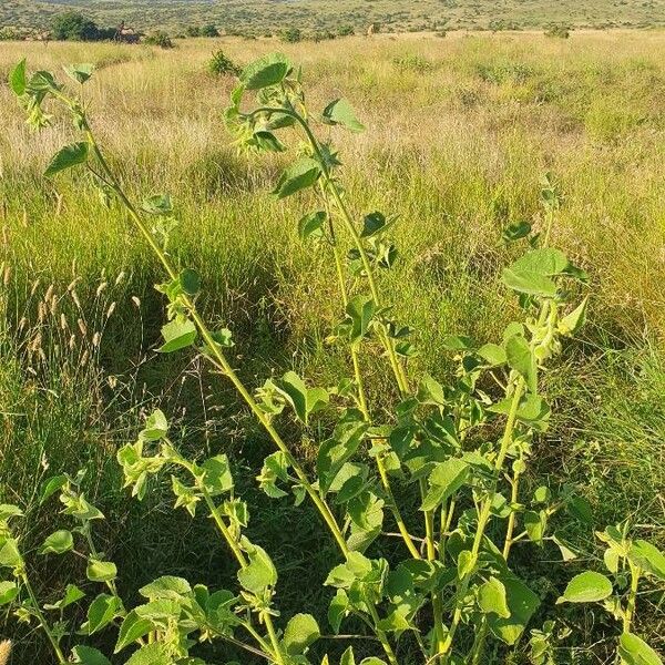 Abutilon mauritianum Habitat