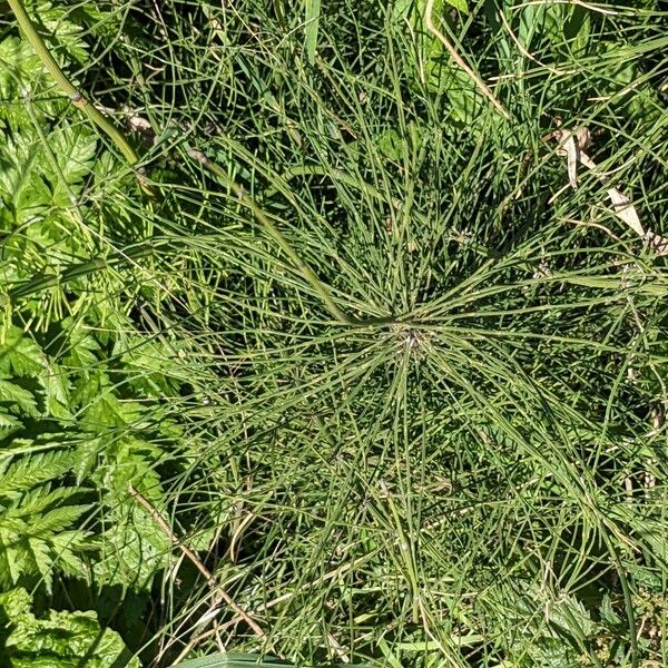 Equisetum fluviatile Habitat