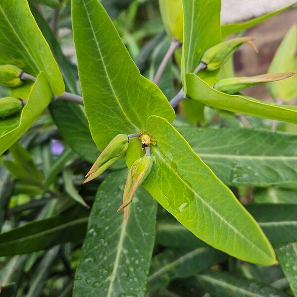 Euphorbia lathyris 葉