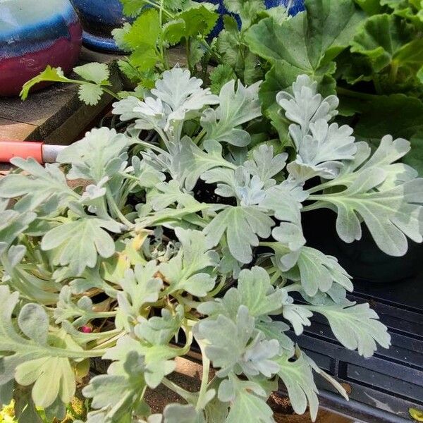 Artemisia stelleriana Leaf