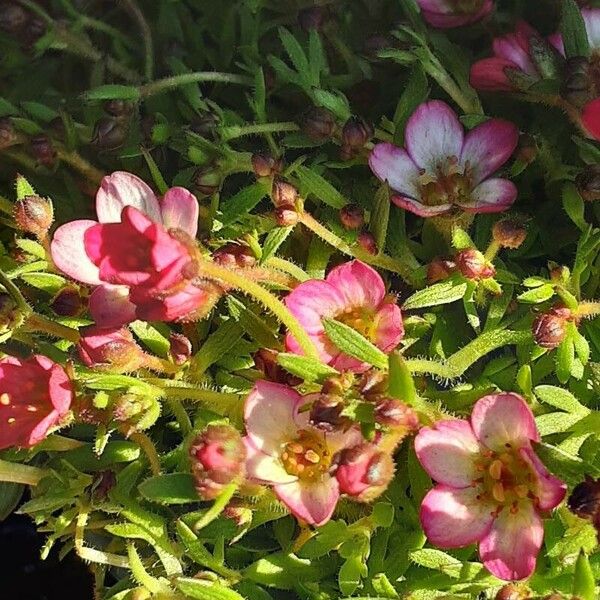 Saxifraga rosacea Flower