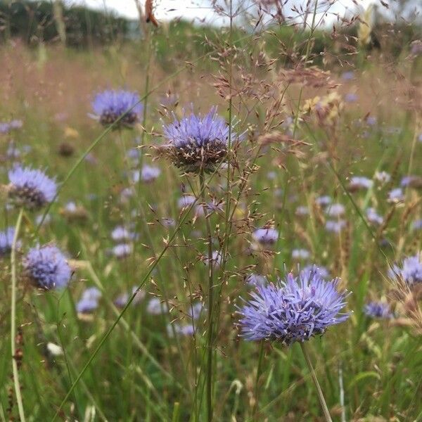 Jasione montana Blomma