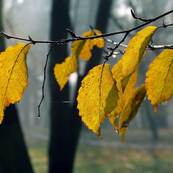 Betula lenta Lapas