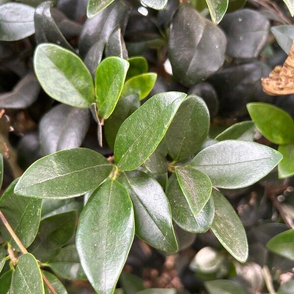 Ligustrum japonicum Blatt