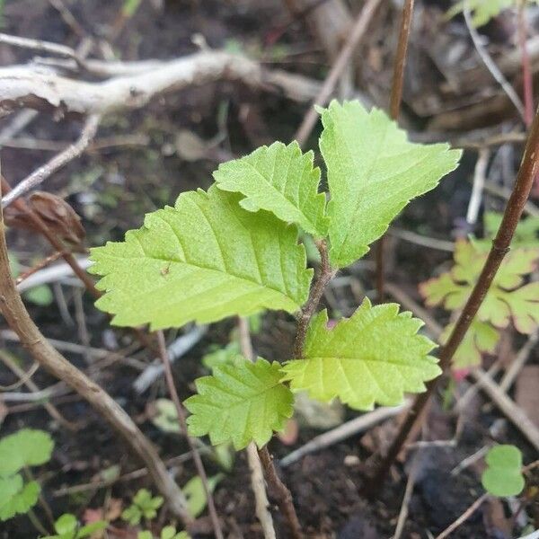 Ulmus minor Blad