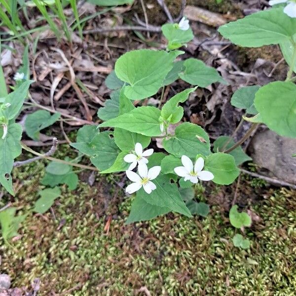 Viola canadensis Floro