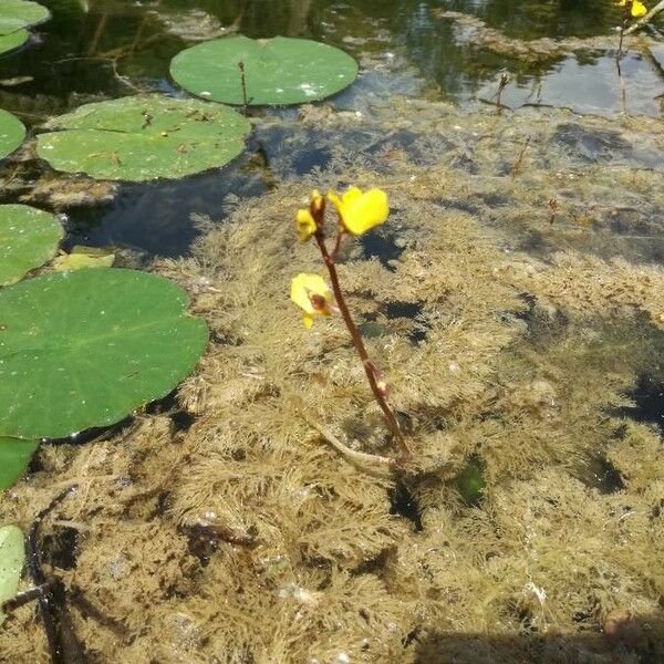 Utricularia vulgaris 花