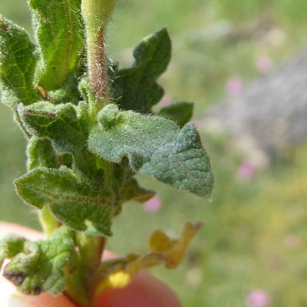 Cistus crispus Liść