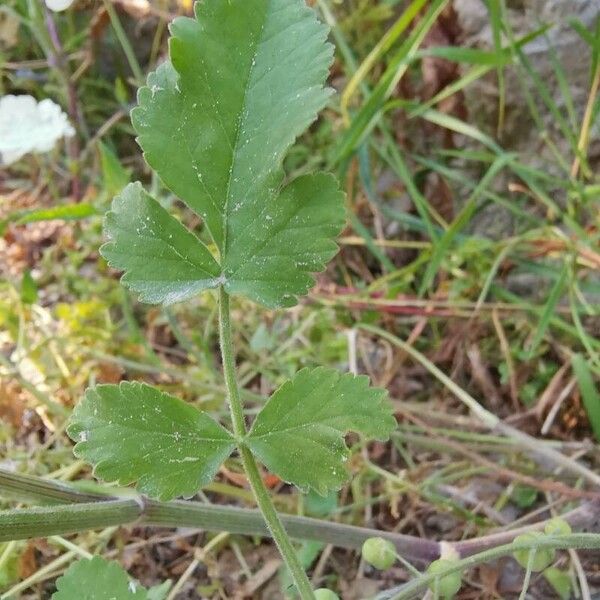 Tordylium officinale ᱥᱟᱠᱟᱢ