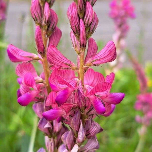 Onobrychis viciifolia Blomst