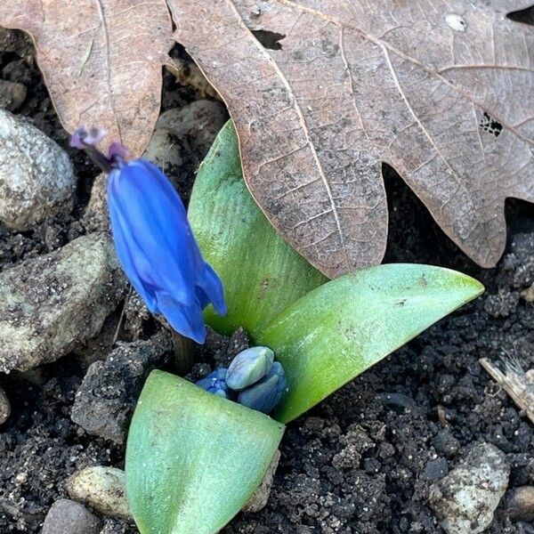 Scilla siberica Blomst