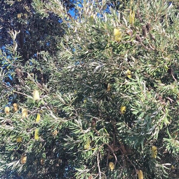 Banksia integrifolia Leht