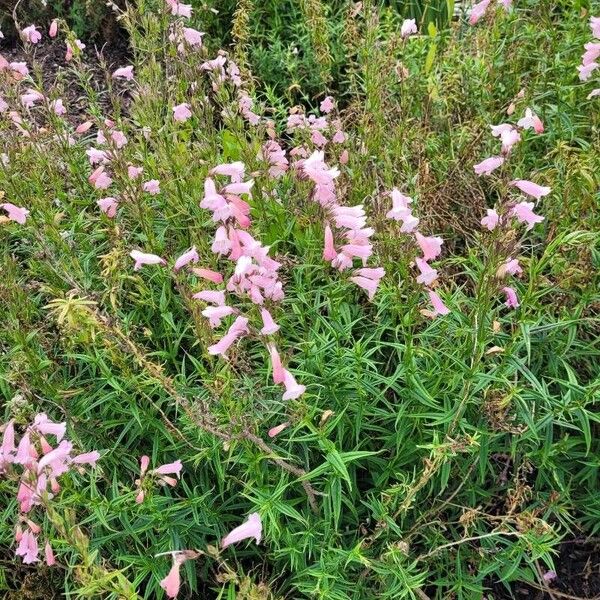 Penstemon barbatus 整株植物