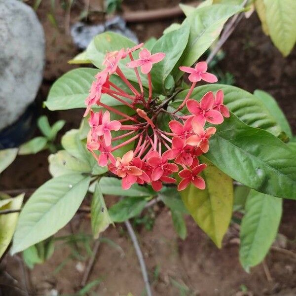 Ixora coccinea പുഷ്പം