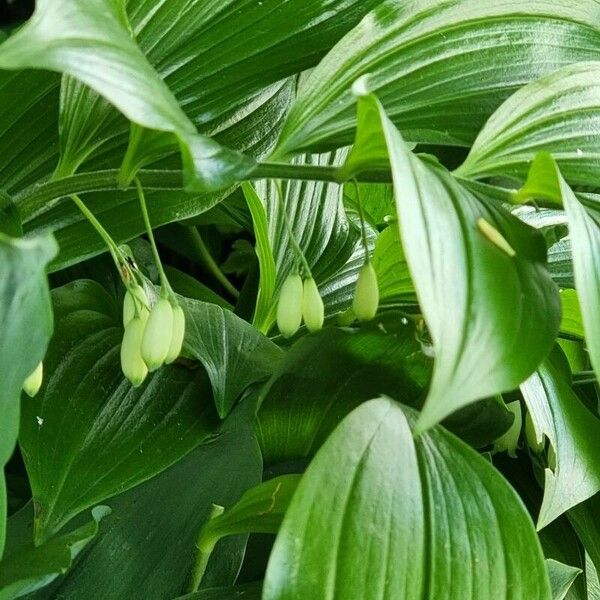 Polygonatum biflorum Blatt