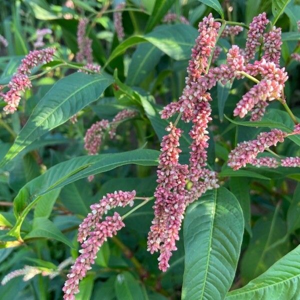 Persicaria lapathifolia Flower