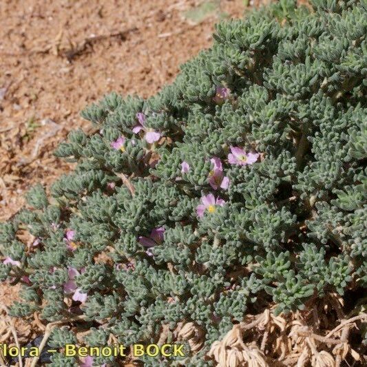 Frankenia pulverulenta Habit