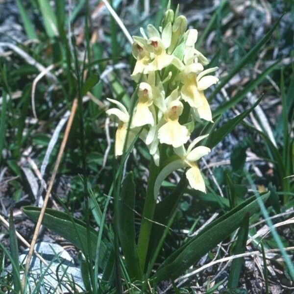 Dactylorhiza sambucina Цвят