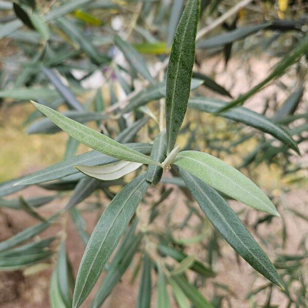 Olea europaea Lapas